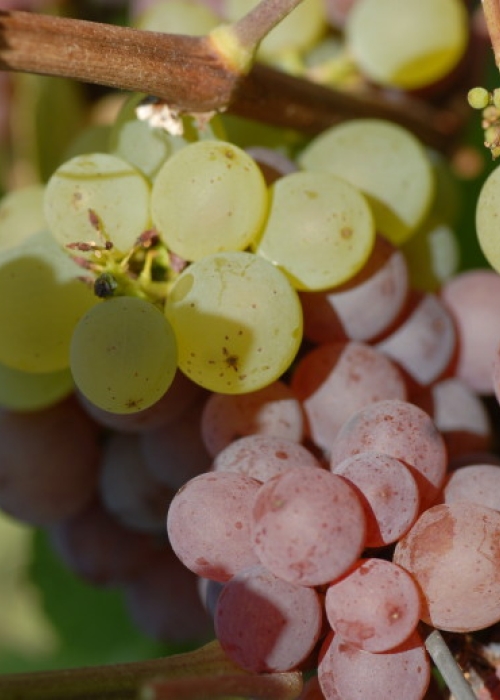 Traminer Farbmutation ANT 1215